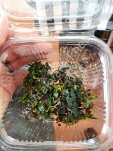 Bucephalandra cherry leaf 10x10cm PORSİYON