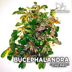 Bucephalandra cherry leaf 10x10cm PORSİYON
