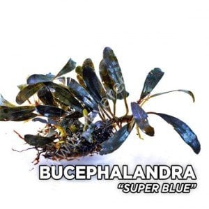 Bucephalandra super blue ADET - ÖN SİPARİŞ