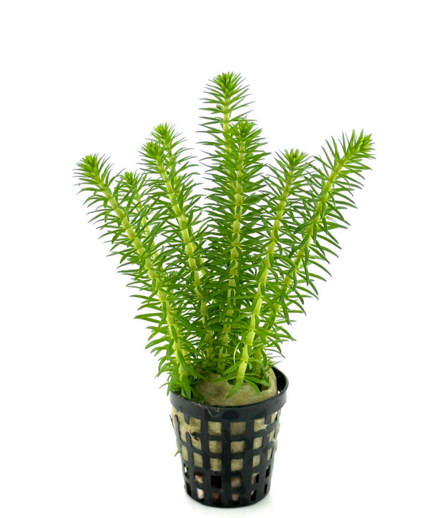 Pogostemon erectus SAKSI