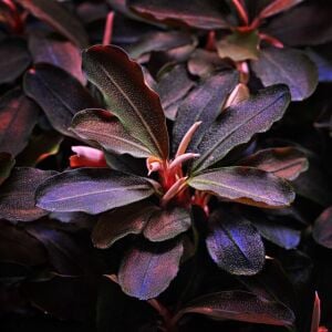 Bucephalandra theia blue ADET İTHAL