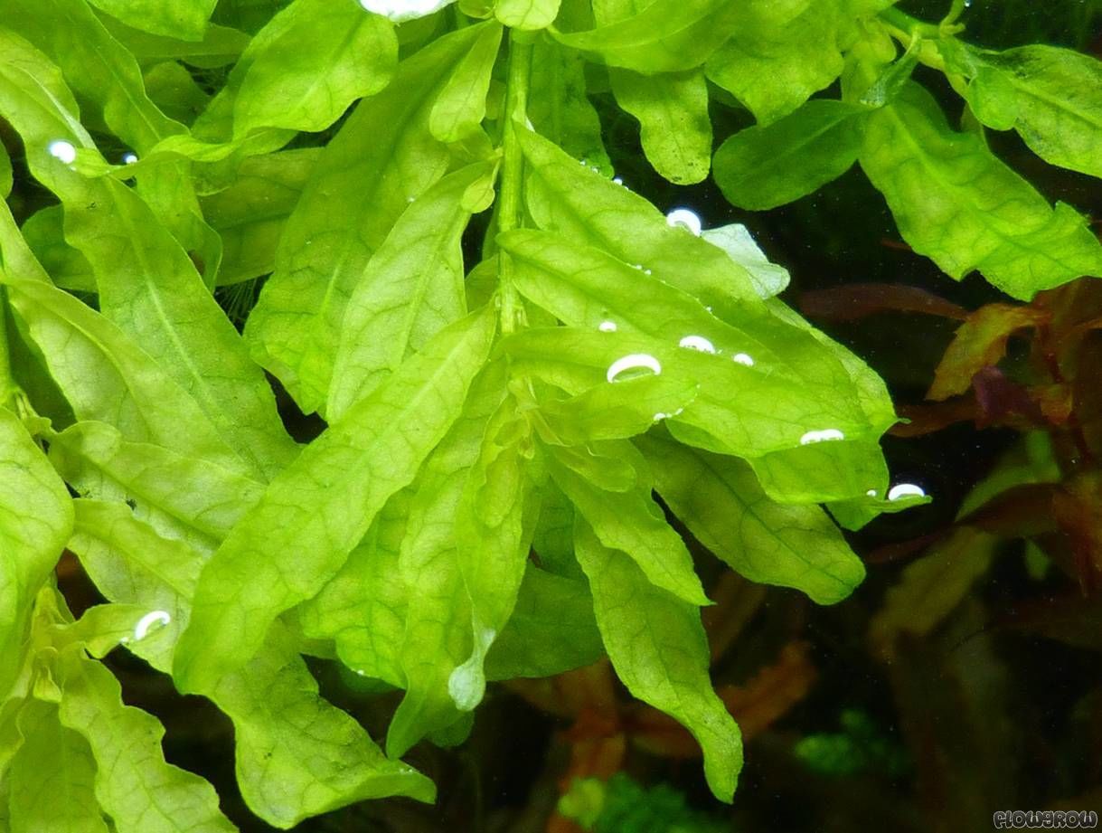 Ludwigia inclinata green SAKSI