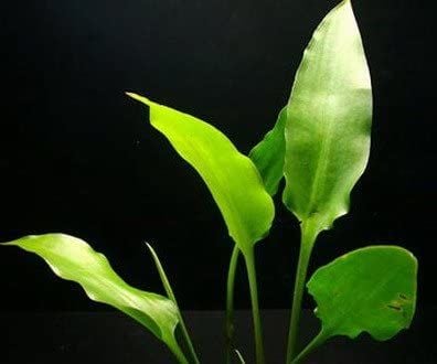 Cryptocoryne cilliata BUKET - ÖN SİPARİŞ