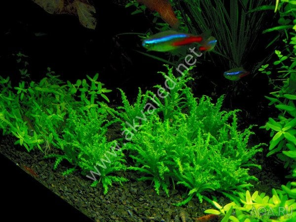 Pogostemon helferi EXVITRO