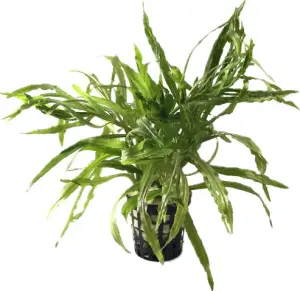 Pogostemon octopus SAKSI