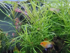 Pogostemon octopus SAKSI