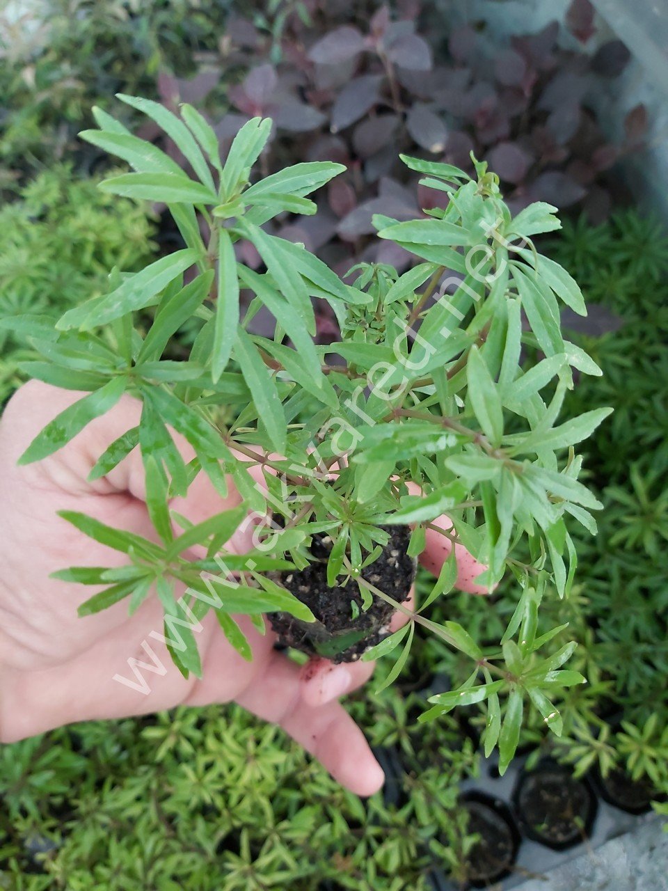 Pogostemon octopus ADET