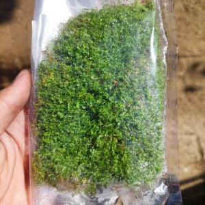 Hemianthus callitrichoides 'cuba 10x10 cm TABAKA - ÖN SİPARİS