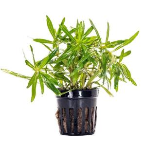 Pogostemon stellata broad leaf SAKSI