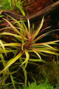 Pogostemon stellata broad leaf SAKSI