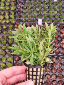 Pogostemon stellata broad leaf SAKSI