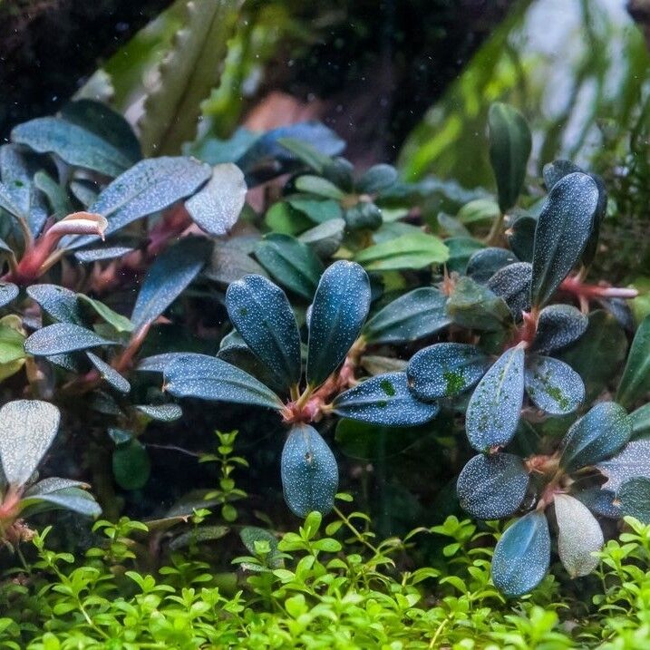 Bucephalandra blue mini 10X10CM PORSİYON