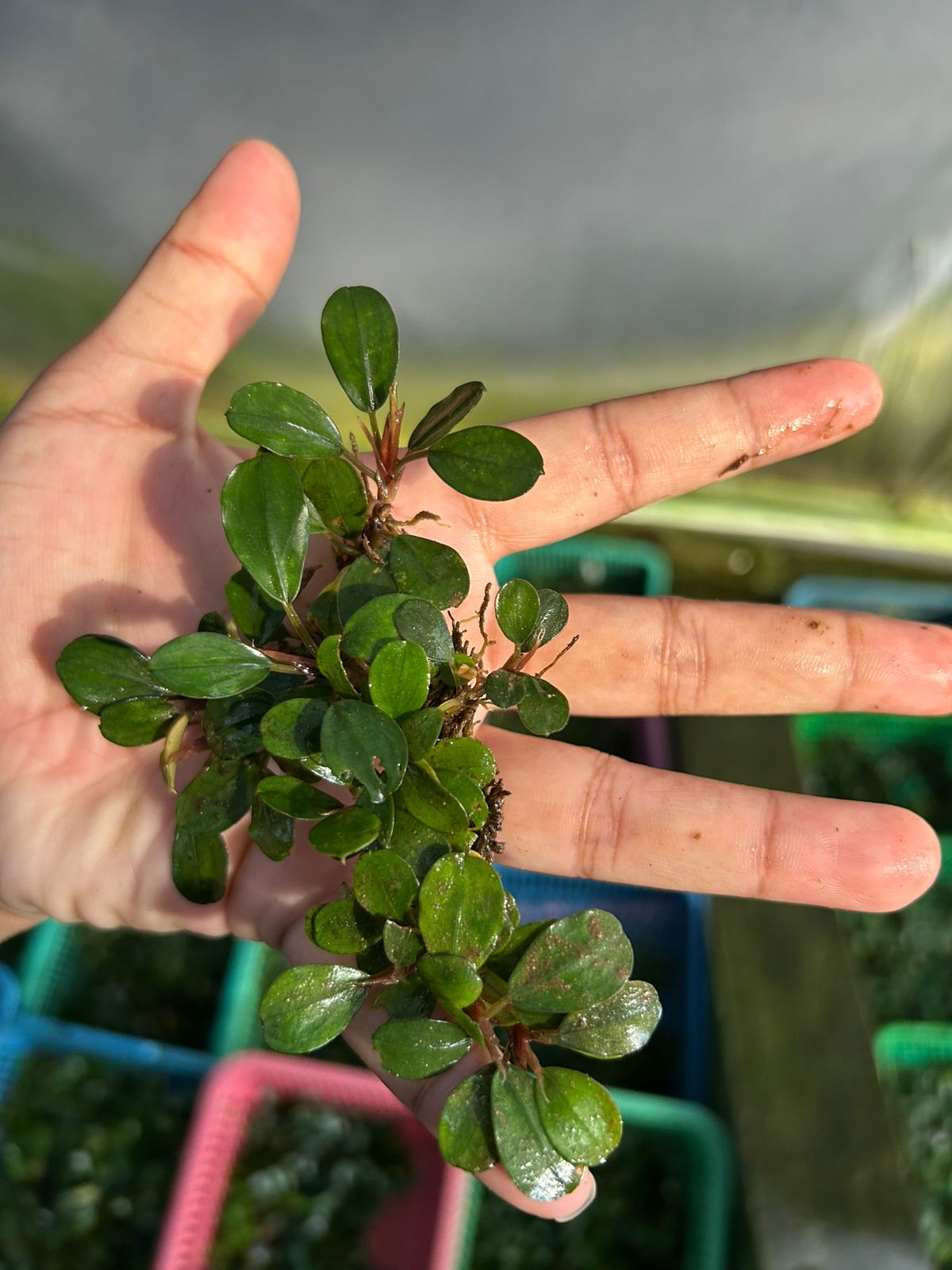 Bucephalandra red sapphire 10X10CM PORSİYON