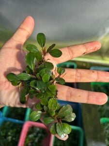 Bucephalandra red sapphire 10X10CM PORSİYON