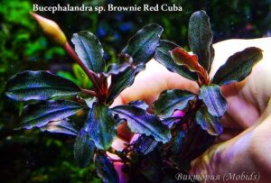 Bucephalandra brownie red cuba 10X10CM PORSİYON
