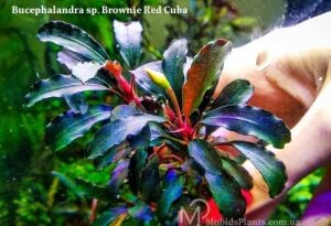 Bucephalandra brownie red cuba 10X10CM PORSİYON