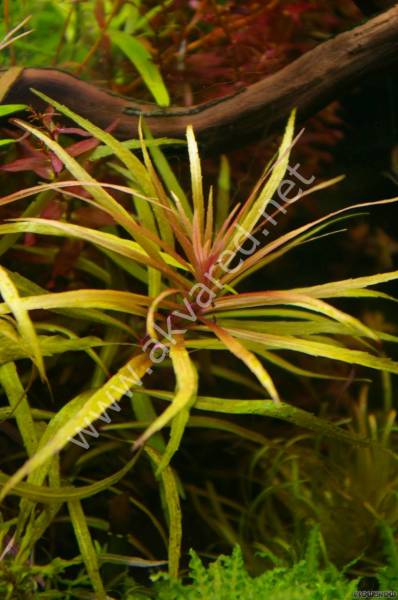 Pogostemon stellata broad leaf ADET