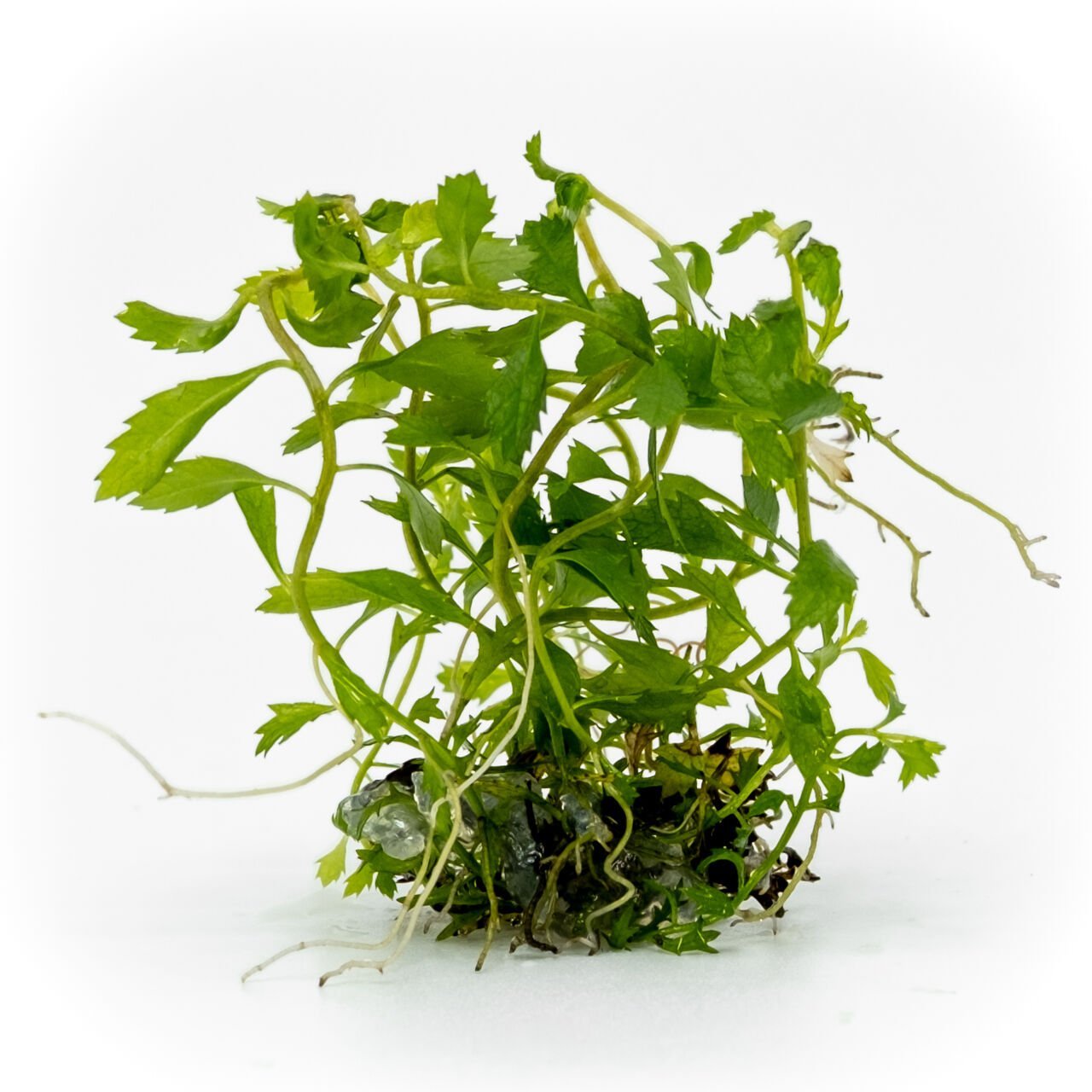 Proserpinaca palustris \'Cuba EXVITRO