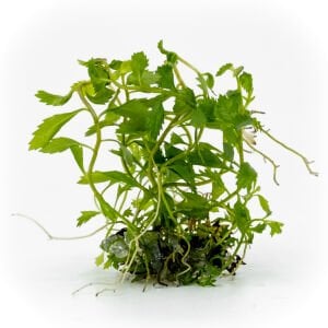 Proserpinaca palustris \'Cuba EXVITRO