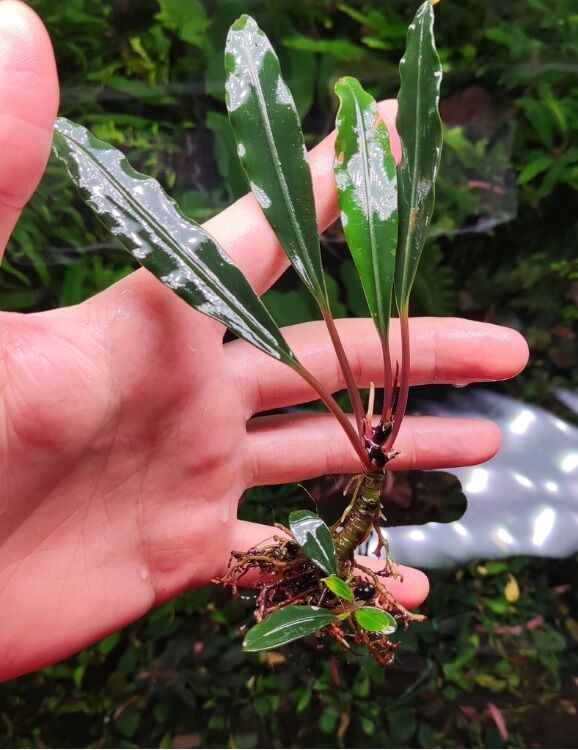 Bucephalandra gigantea ADET İTHAL