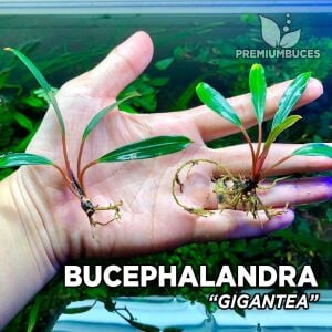 Bucephalandra gigantea ADET İTHAL