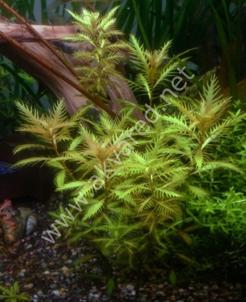 Proserpinaca palustris \'Cuba EXVITRO