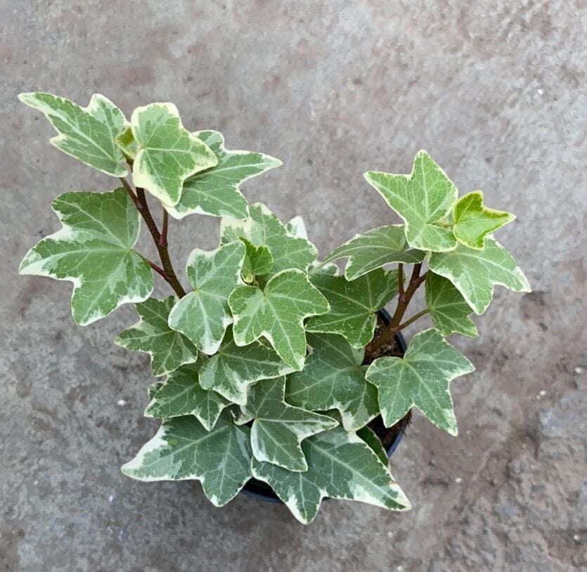 Hedera helix variegata İTHAL BUKET