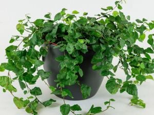 Ficus repens İTHAL BUKET ÖN SİPARİŞ
