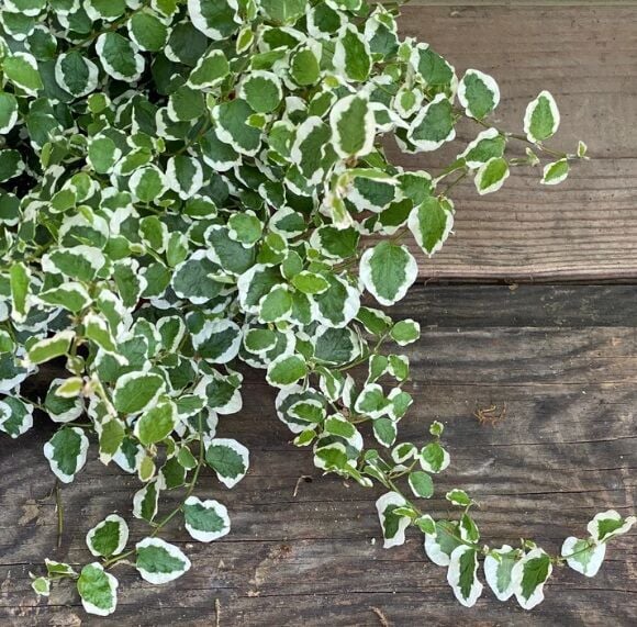 Ficus repens variegata İTHAL BUKET ÖN SİPARİŞ