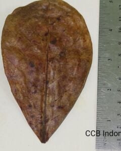 Catappa Yaprağı 10\'lu Paket (S) Küçük Boy 8-12 cm ÖN SİPARİŞ