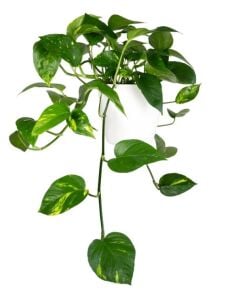 Epipremnum aureum İTHAL BUKET