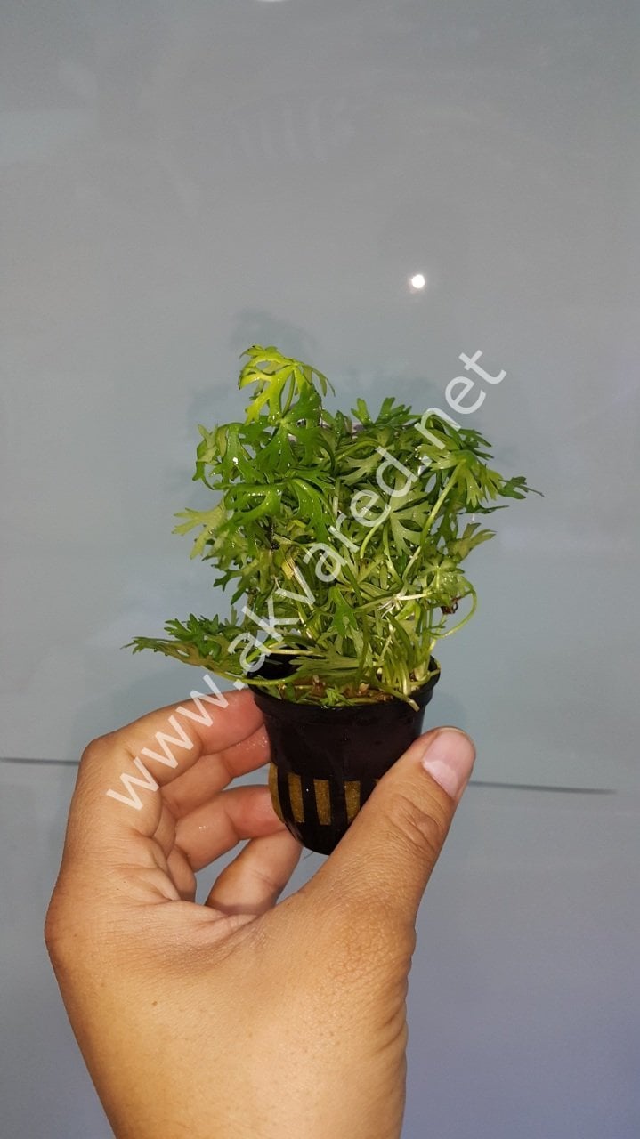 Ranunculus inundatus İTHAL BUKET