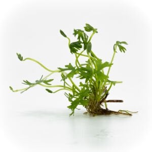 Ranunculus inundatus EXVITRO