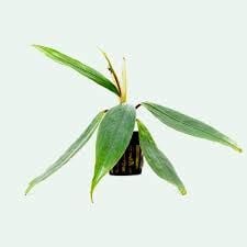 Bucephalandra goliath ADET - ÖN SİPARİŞ