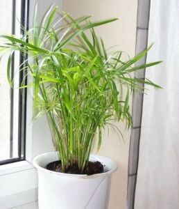 Cyperus alternifolius nana İTHAL BUKET