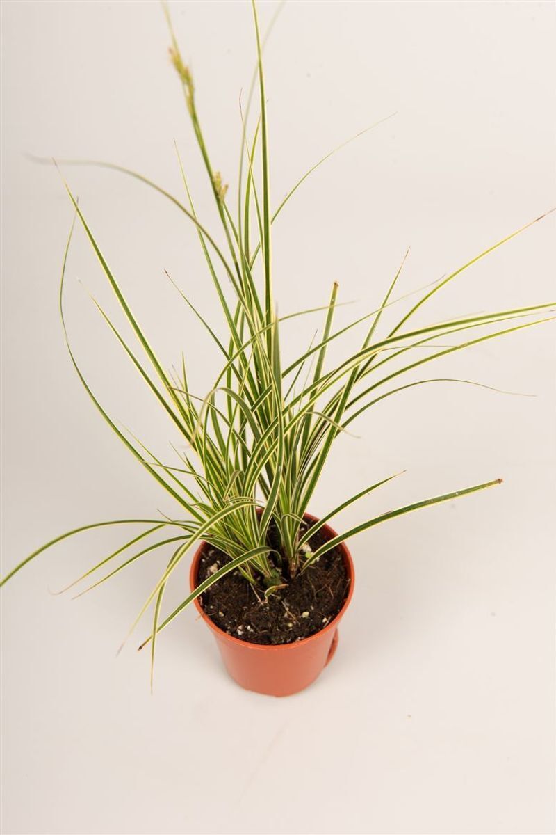 Carex brunnea 'jubilo' İTHAL BUKET