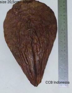 Catappa Yaprağı 10\'lu Paket Büyük Boy 21-25 cm ÖN SİPARİŞ