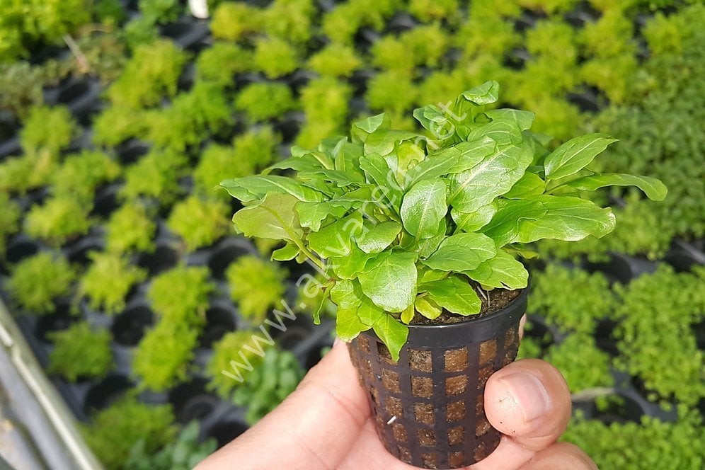 Rorippa aquatica İTHAL BUKET