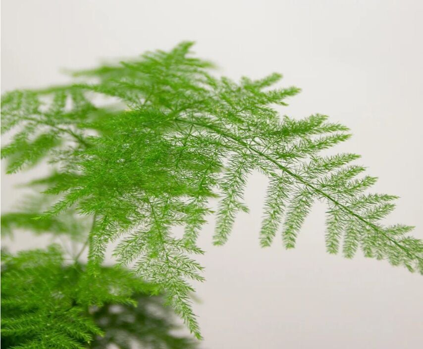 Asparagus plumosus İTHAL BUKET