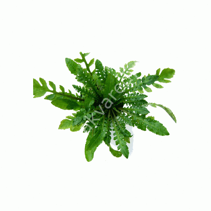 Rorippa aquatica ADET