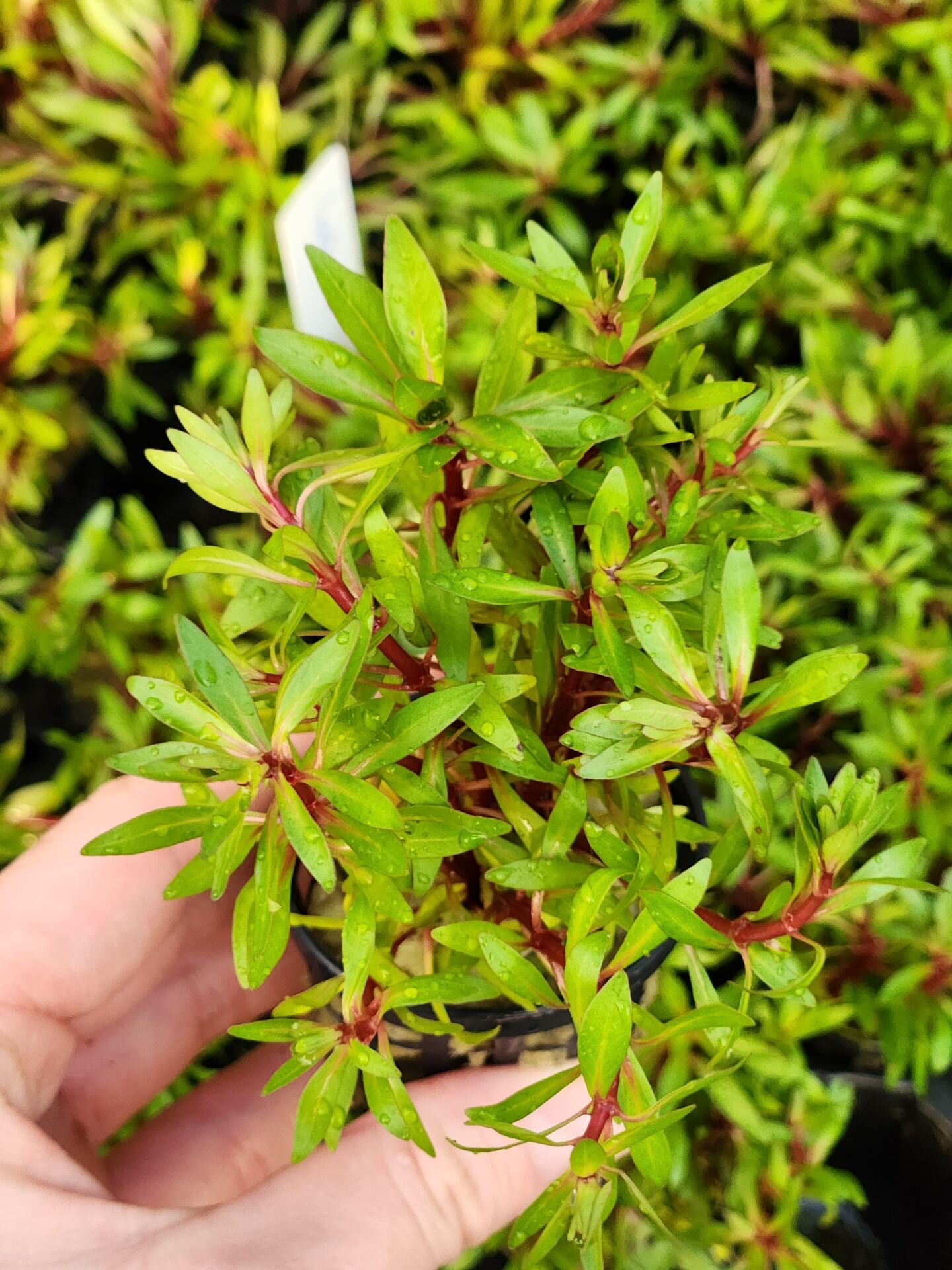 Ludwigia inclinata cuba SAKSI
