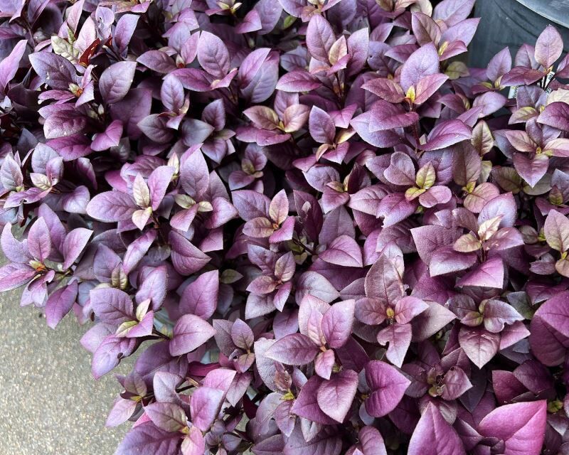 Alternanthera dentata ruby İTHAL BUKET