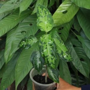 Aglaonema pictum (Roxb.) Kunth Tricolor ÖN SİPARİŞ