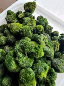 Marimo Moss Ball KIRIK (PARÇALANMIŞ) 100 GRAM