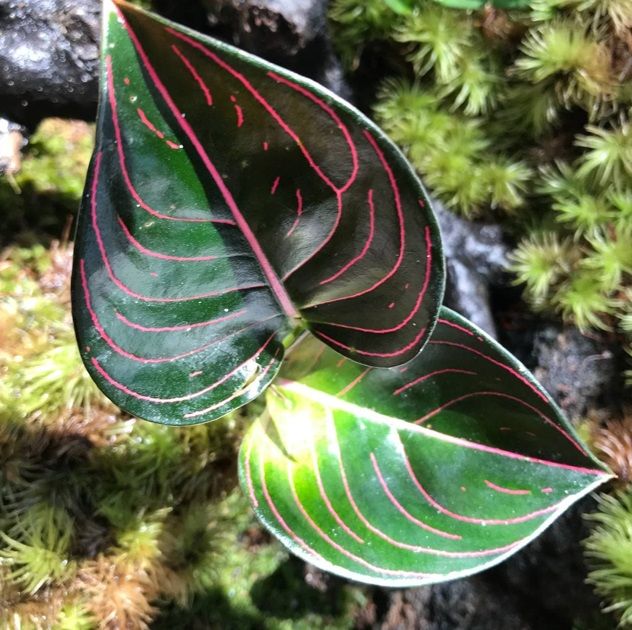 Aglaonema rotundum N.E.Br ÖN SİPARİŞ