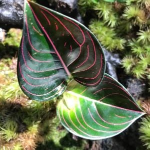 Aglaonema rotundum N.E.Br ÖN SİPARİŞ