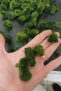 Marimo Moss Ball KIRIK (PARÇALANMIŞ) 500 GRAM