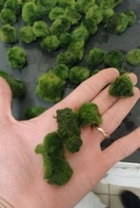 Marimo Moss Ball KIRIK (PARÇALANMIŞ) 1000 GRAM