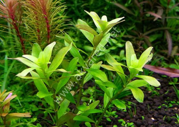Rotala ceylon SAKSI