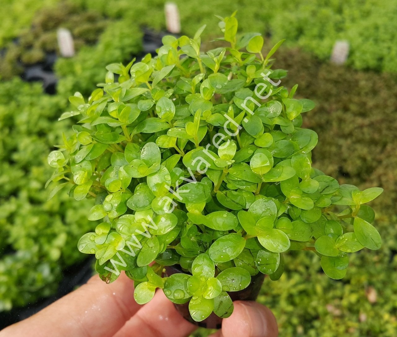 Rotala ceylon SAKSI